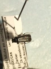 Rhagonycha hirticula