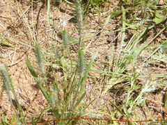 Plantago aristata