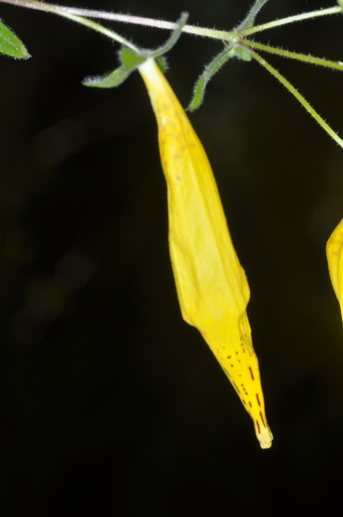Calceolaria crenatiflora