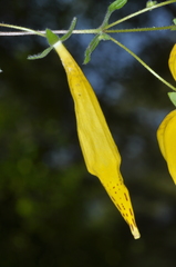 Calceolaria crenatiflora