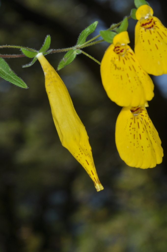 Calceolaria crenatiflora