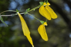 Calceolaria crenatiflora