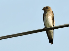 Gray-Throated Martin photo 3