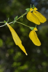 Calceolaria crenatiflora