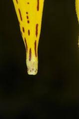 Calceolaria crenatiflora