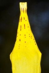 Calceolaria crenatiflora