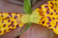 Calceolaria crenatiflora