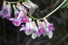 Vicia nigricans