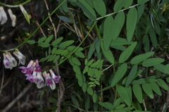 Vicia nigricans
