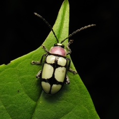 Omophoita octoguttata