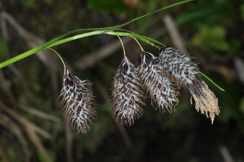 Image of Carex banksii by (c) aacocucci, some rights reserved (CC BY)