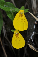 Calceolaria crenatiflora
