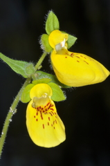 Calceolaria crenatiflora