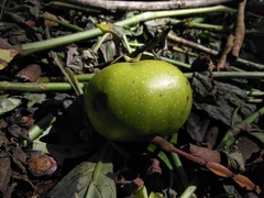 Diospyros nigra