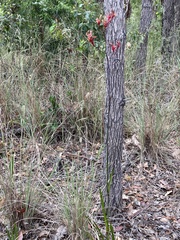 Anigozanthos flavidus