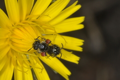 Rhophitulus