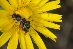 Rhophitulus