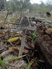 Coprinopsis jonesii