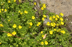 Calceolaria tenella