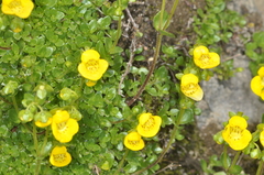 Calceolaria tenella