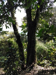 Diospyros nigra