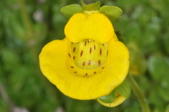 Calceolaria tenella