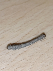 Campaea margaritaria