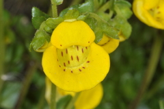 Calceolaria tenella