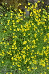 Calceolaria tenella