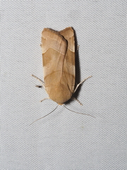 Noctua fimbriata