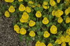 Calceolaria tenella