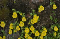 Calceolaria tenella