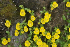 Calceolaria tenella