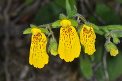 Calceolaria crenatiflora