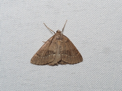 Pachycnemia tibiaria