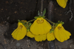 Calceolaria crenatiflora