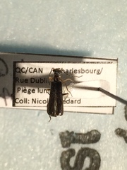 Dichelotarsus probus