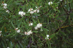 Hakea ambigua
