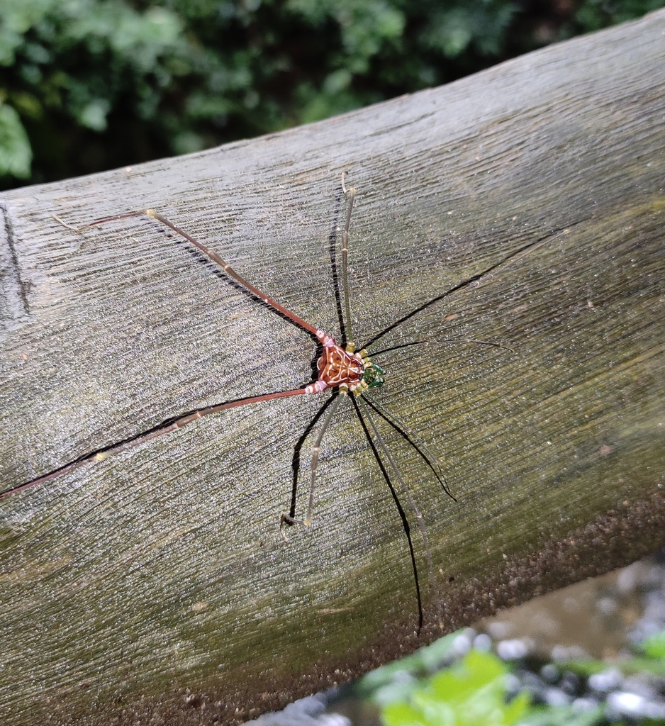 daddy longlegs