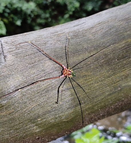 daddy longlegs