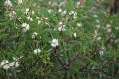 Hakea ambigua