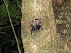 Ornithoctoninae