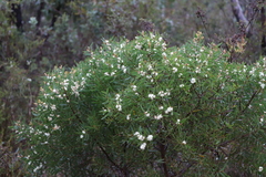 Hakea ambigua