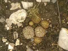 Pelecyphora aselliformis