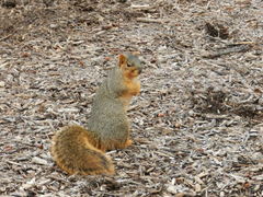 Sciurus niger