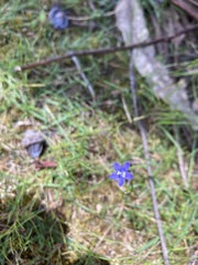 Wahlenbergia multicaulis