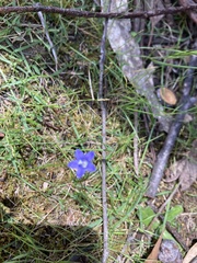 Wahlenbergia multicaulis