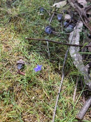 Wahlenbergia multicaulis