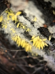 Mucronella flava
