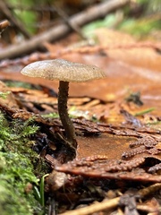 Rhodocybe aureicystidiata